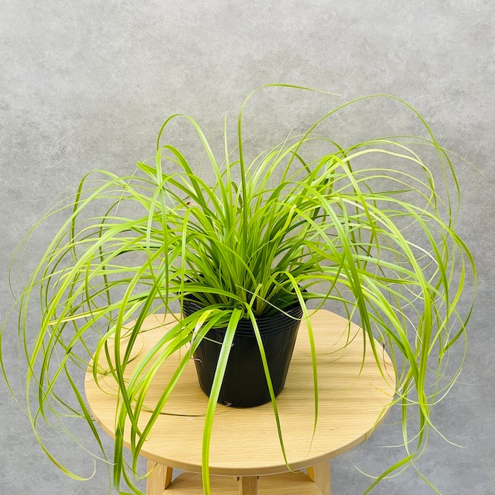 9_000000001802.jpg?1727334135