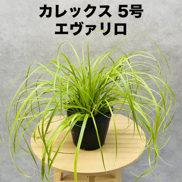 カレックス オシメンシス エヴァリロ 5株セット 15cm苗 常緑多年草