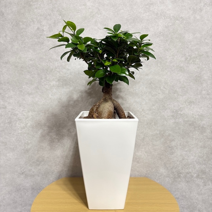 開運】ガジュマル 6号 その他観葉植物