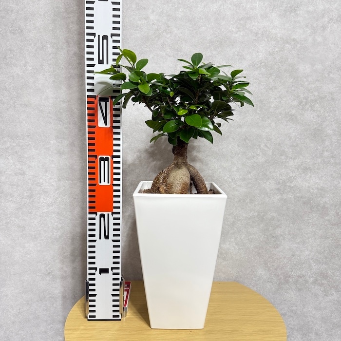訳あり超特価の通販 ガジュマル 観葉植物 6号鉢苗 大きいサイズ 鉢植え おしゃれな その他観葉植物