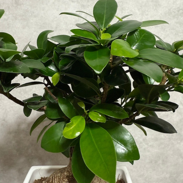 ガジュマル 観葉植物 6号鉢苗 大きいサイズ 鉢植え おしゃれな