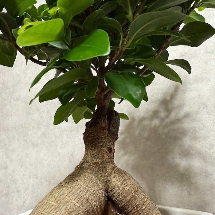 ガジュマル 観葉植物 6号鉢苗 大きいサイズ 鉢植え おしゃれな
