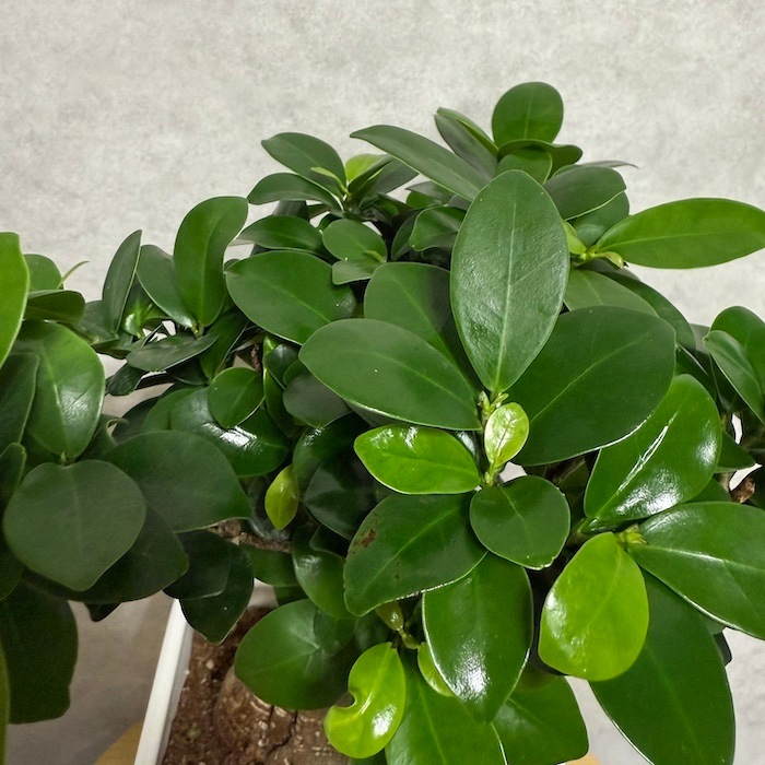 観葉植物 ガジュマル 6号 股仕立て セメント スタンダードポット