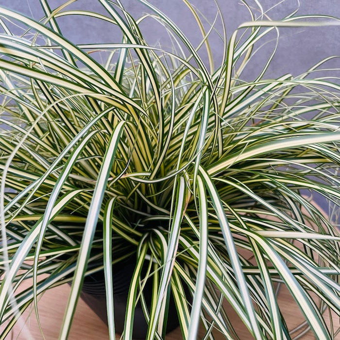 植物 斑入り カレックス オシメンシス エヴァロロ 10株セット 15cmポット苗