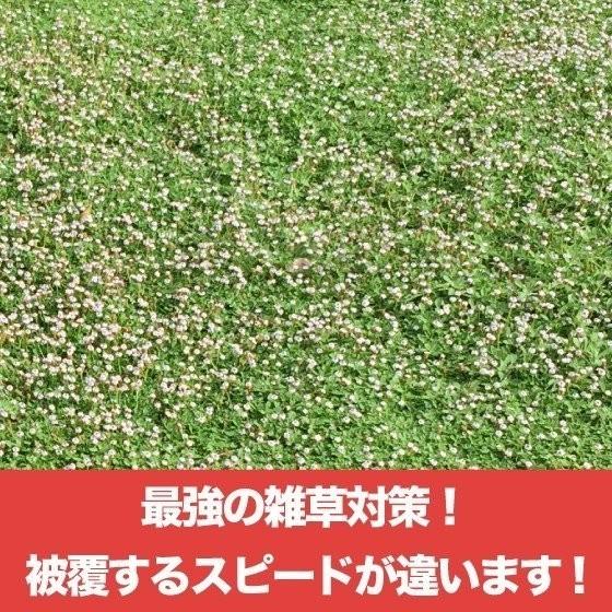 雑草 レビュー特典あり】 クラピア K7（白） 9cmポット苗 40鉢セット 完全植