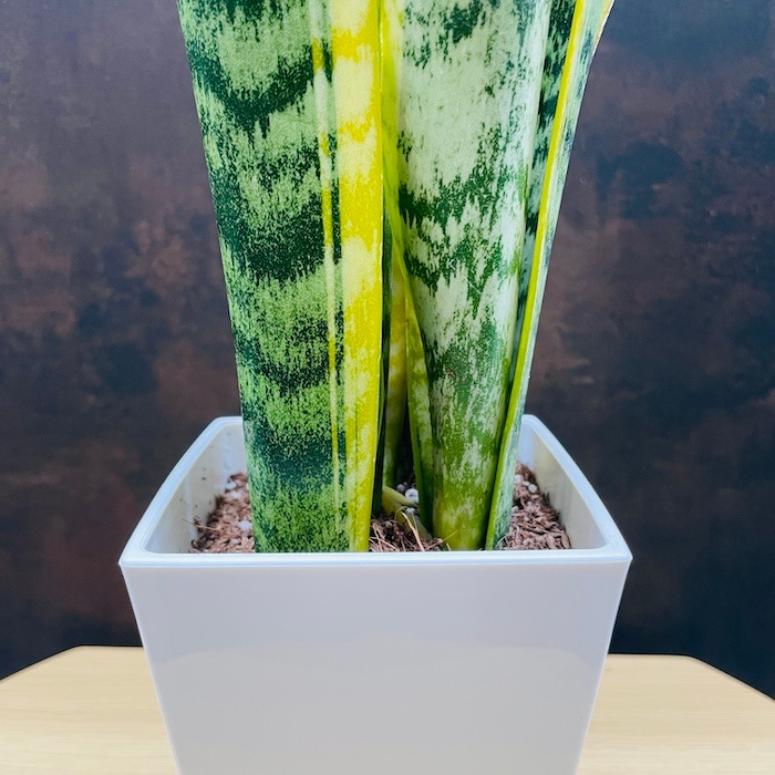 サンセベリア ロリダ 斑入り「Sansevieria rorida Var.」33D-1 |