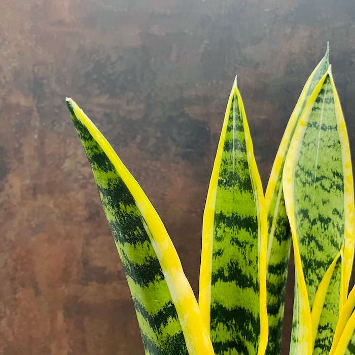 観葉植物 サンスベリア 4号鉢苗 小さいミニサイズ おしゃれな室内