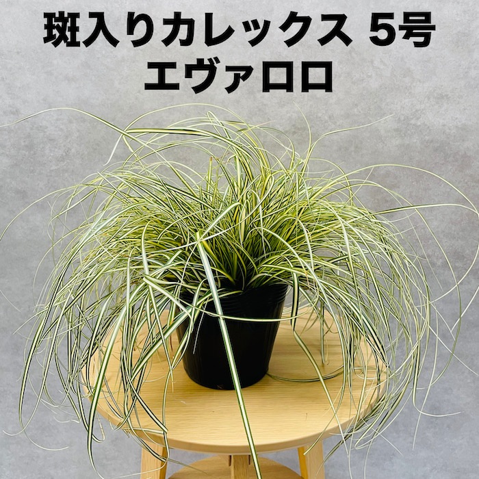 斑入り カレックス オシメンシス エヴァロロ 15株セット 15cmポット苗