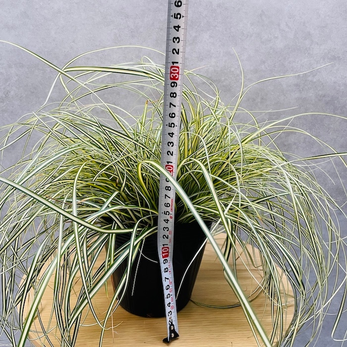 斑入り カレックス オシメンシス エヴァロロ 15株セット 15cmポット苗