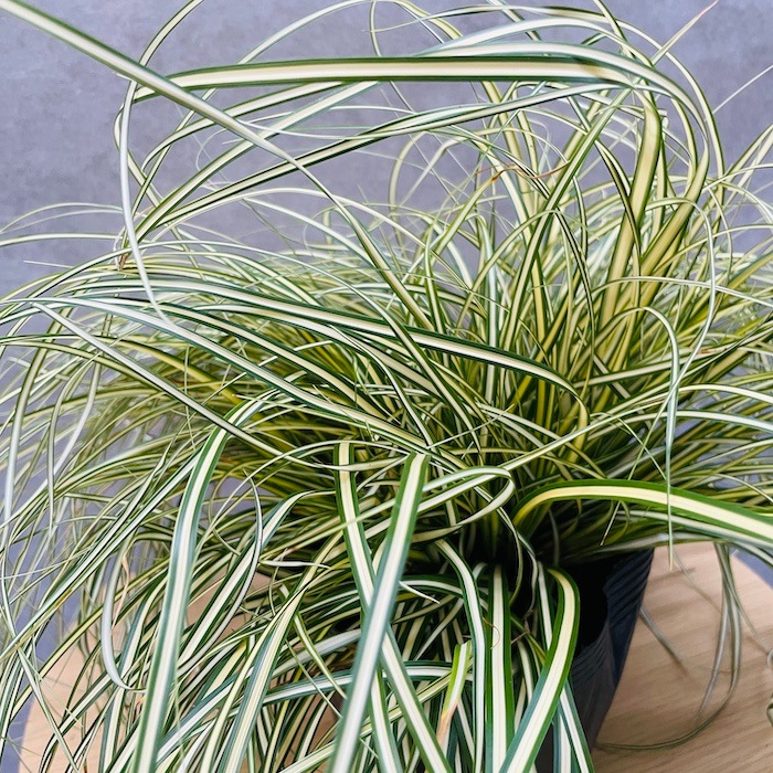 斑入り カレックス オシメンシス エヴァロロ 15株セット 15cmポット苗