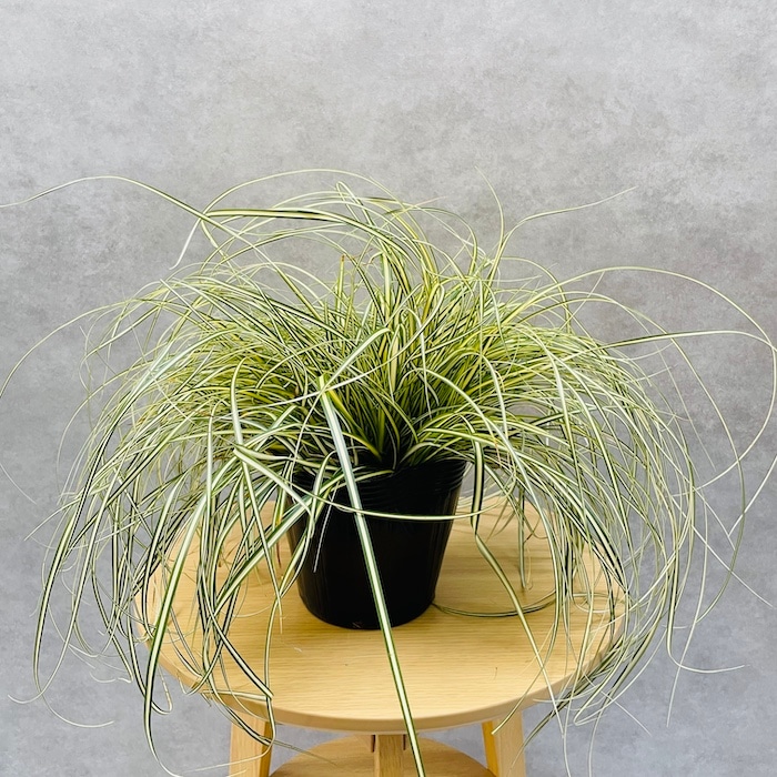 斑入り カレックス オシメンシス エヴァロロ 15株セット 15cmポット苗