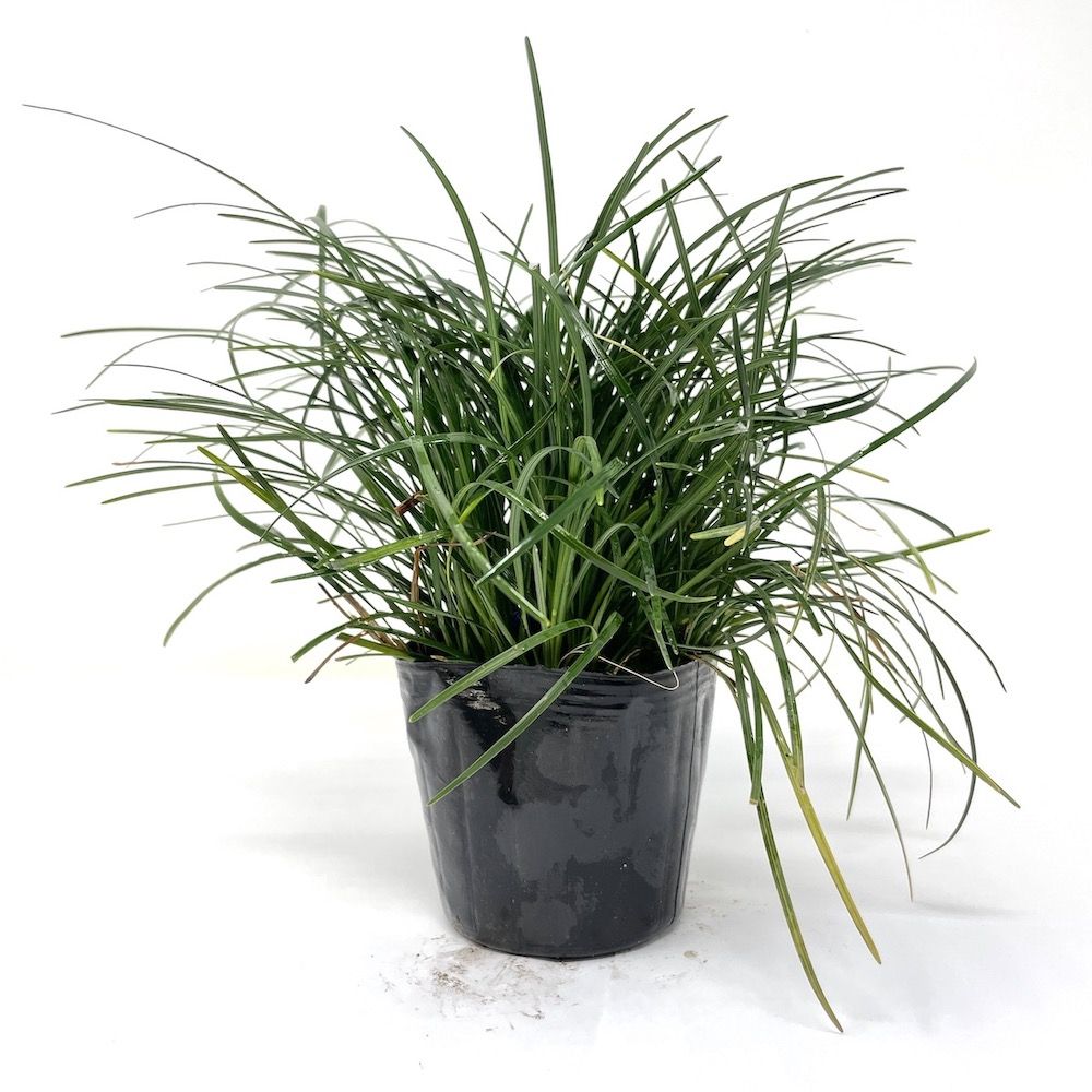 リュウノヒゲ（竜の髭）9cmポット 216株 産地直送 グランドカバー