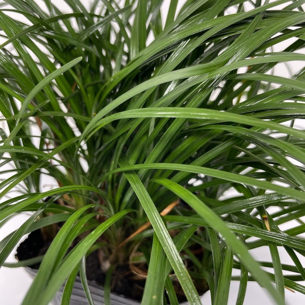 リュウノヒゲ（竜の髭）9cmポット 216株 産地直送 グランドカバー