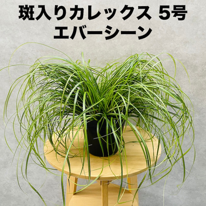 斑入り カレックス オシメンシス エバーシーン 10株セット 15cm苗 常緑