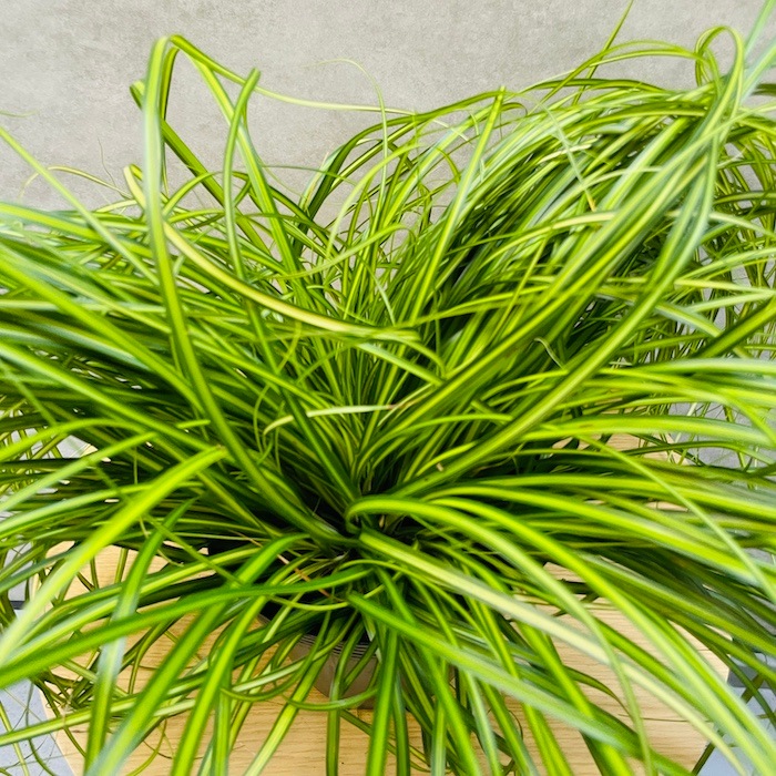 斑入り カレックス オシメンシス エバーシーン 10株セット 15cm苗 常緑