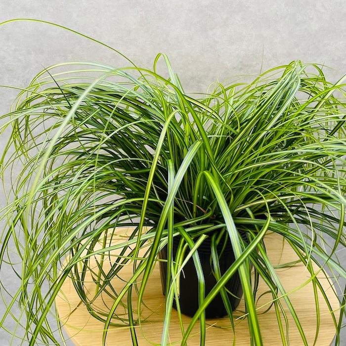 斑入り カレックス オシメンシス エバーシーン 10株セット 15cm苗 常緑