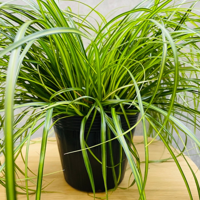 斑入り カレックス オシメンシス エバーシーン 10株セット 15cm苗 常緑