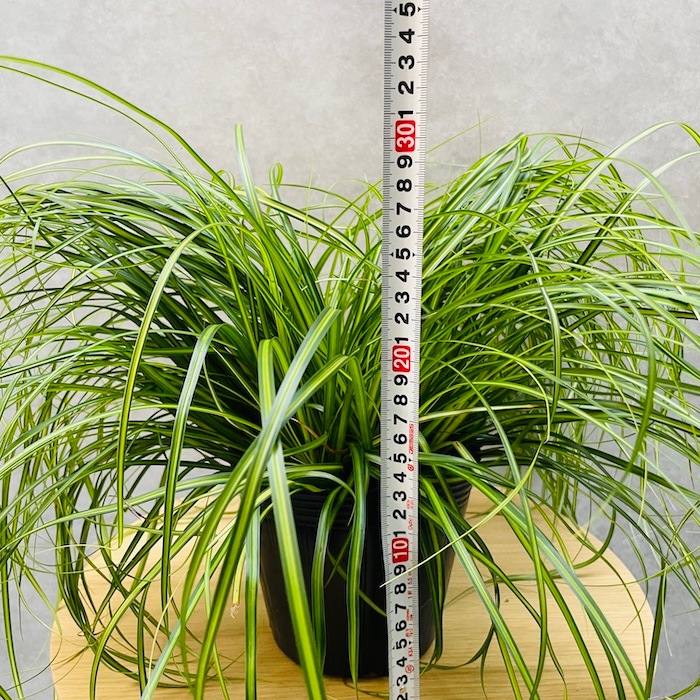 専用です　植物 斑入り カレックス オシメンシス エバーシーン 10株セット 15cm苗 常緑