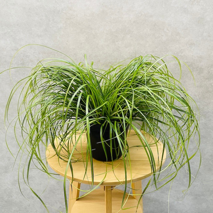 斑入り カレックス オシメンシス エバーシーン 10株セット 15cm苗 常緑