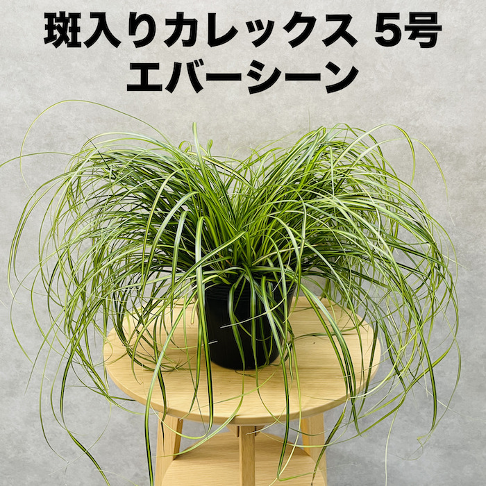 斑入り カレックス オシメンシス エバーシーン 5株セット 15cm苗 常緑
