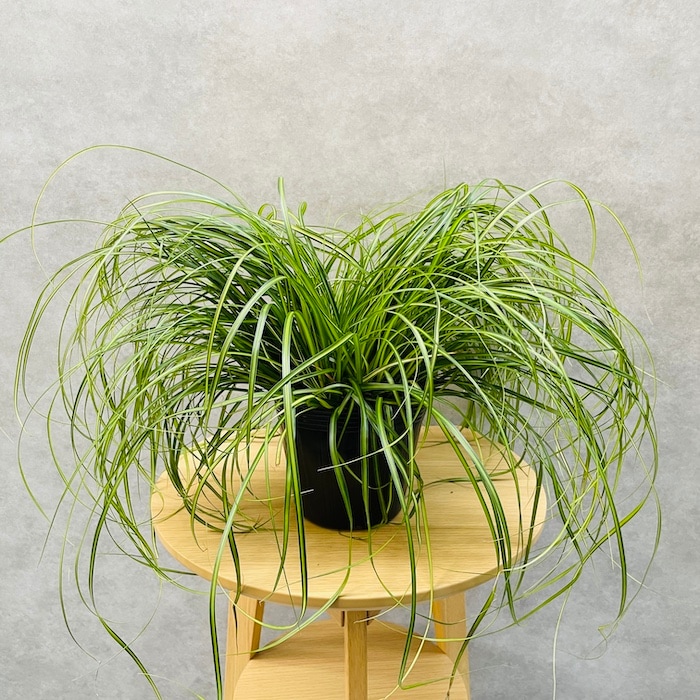 斑入り カレックス オシメンシス エバーシーン 5株セット 15cm苗 常緑