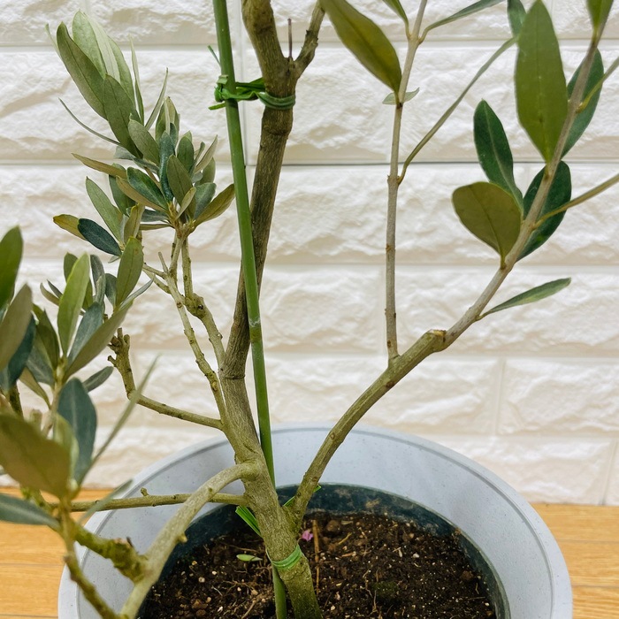 オリーブ チプレッシーノ 緑の寄せ植え 鉢植え 苗 観葉植物 オリーブ