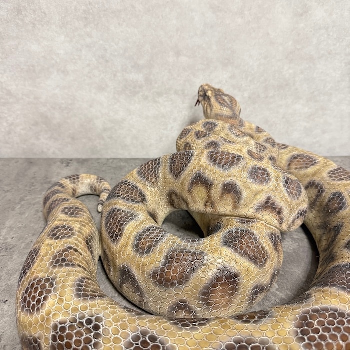 蛇の置物 ブラウンうわばみ 横幅45cm ヘビ 巨大オブジェ 大型 woobia