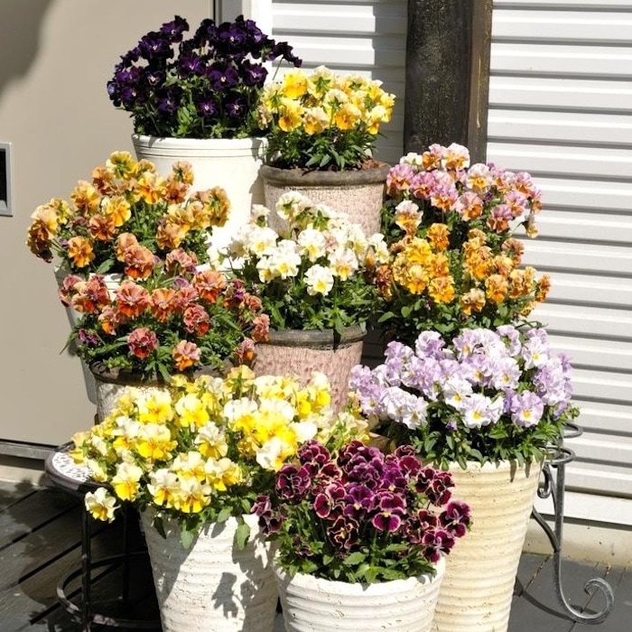 ミルフルです ミルフル 花苗 | ガーデニング・園芸 | サントリーフラワーズ