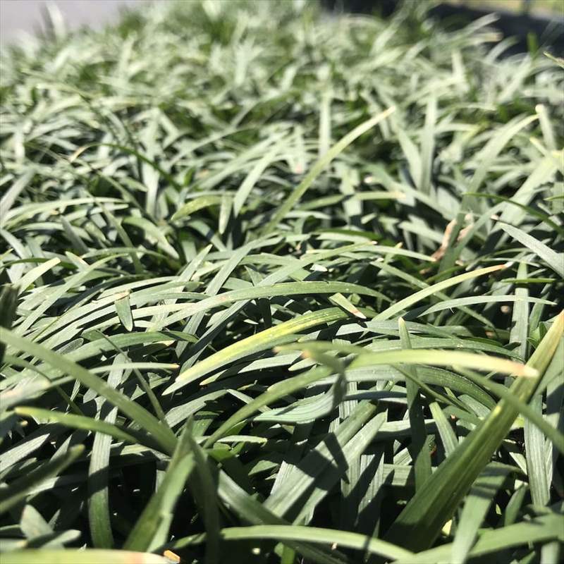 タマリュウ（玉竜）ポットタイプ 200ポット 約2から8平米分 産地直送