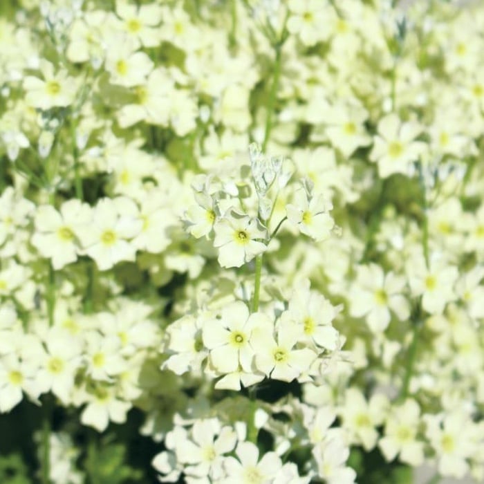 【新品】フランキンセンス、サイプレス、ウィンターグリーン、ライム 緑により緑に生きる 緑により緑に生きる Nina ZX-25R SE】2024年