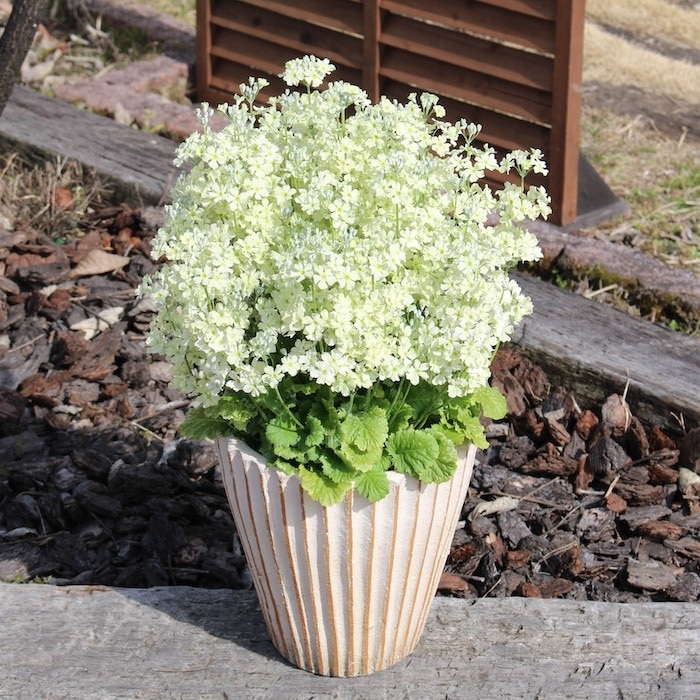 【新品】フランキンセンス、サイプレス、ウィンターグリーン、ライム 新品】フランキンセンス、サイプレス、ウィンターグリーン、ライム