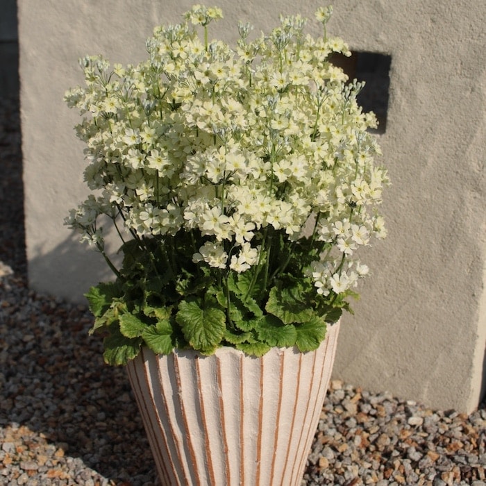 【新品】フランキンセンス、サイプレス、ウィンターグリーン、ライム 新品】フランキンセンス、サイプレス、ウィンターグリーン、ライム