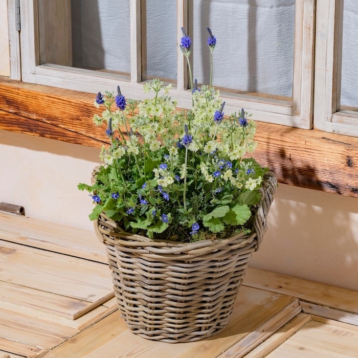 【新品】フランキンセンス、サイプレス、ウィンターグリーン、ライム 新品】フランキンセンス、サイプレス、ウィンターグリーン、ライム