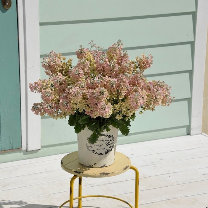 秋冬苗 ウインティー 3品種×2株 合計6株セット 3.5号 花の苗