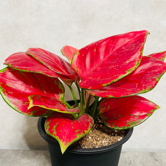 極美斑入り アグラオネマ・ヴィドゥリー 花芽付き 4号ポット 観葉植物 アグラオネマ 4号」の人気商品一覧 | 安い商品を通販