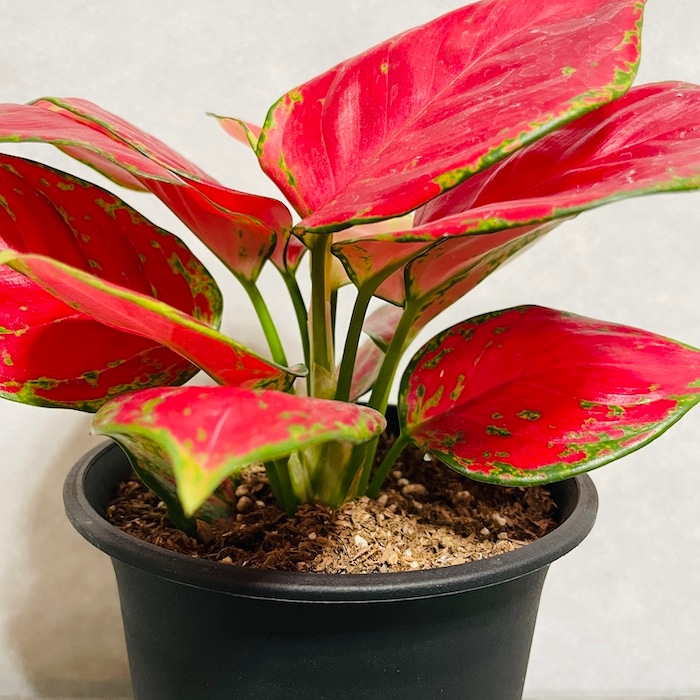 美品 アグラオネマ カーティシー 4号鉢 美品 アグラオネマ カーティシー 4号鉢 アグラオネマ カーティシー 4号