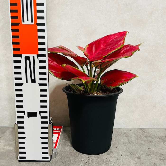 美品 アグラオネマ カーティシー 4号鉢 美品 アグラオネマ