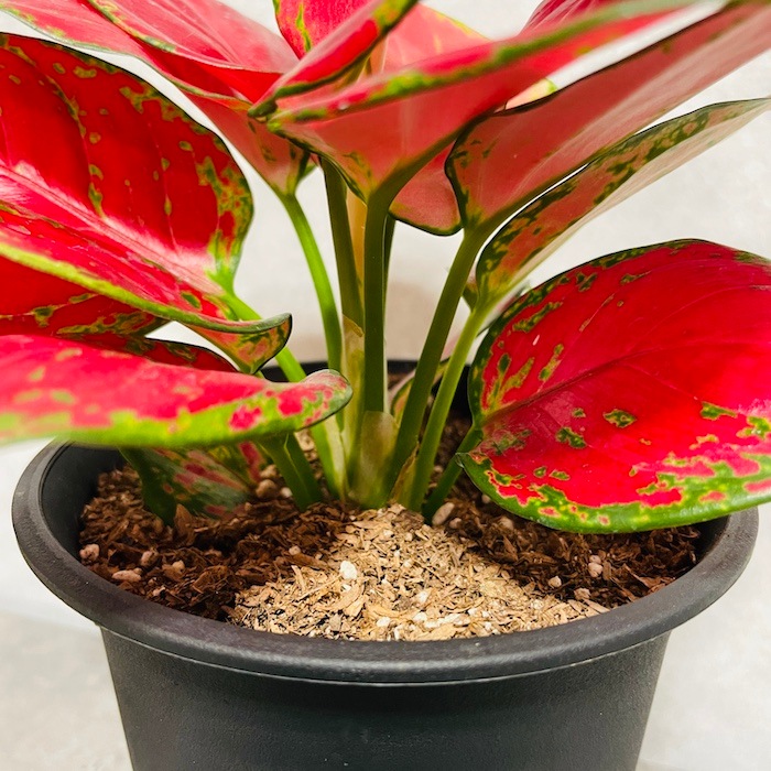 極美斑入り アグラオネマ・ヴィドゥリー 花芽付き 4号ポット 観葉植物 アグラオネマ・ビューティー 4号鉢 おしゃれな室内