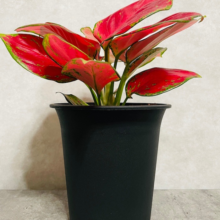 観葉植物 アグラオネマ・ビューティー 4号鉢 おしゃれな室内インテリア