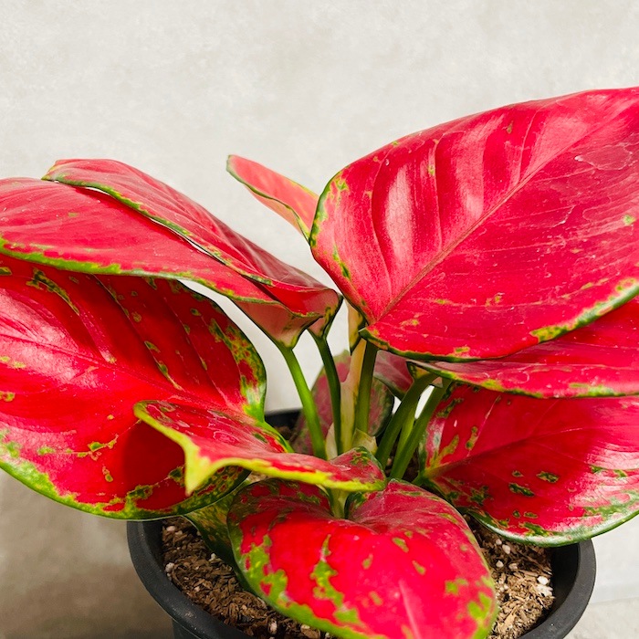 アグラオネマ専用観葉植物 観葉植物 アグラオネマ 4号 インナ 15 G 付き | 観葉植物なら