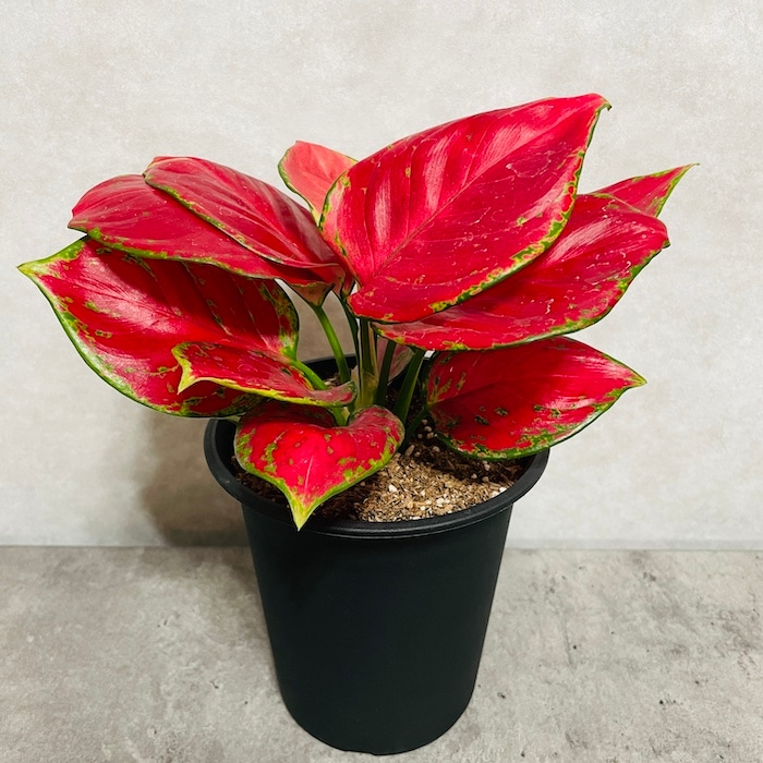 美品 アグラオネマ カーティシー 4号鉢 観葉植物 アグラオネマ・ビューティー 4号鉢 おしゃれな室内インテリア