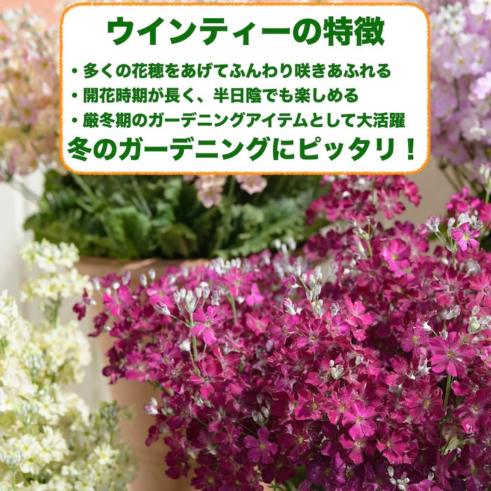 2026年1月8日以降発送 秋冬苗 ウインティー サクラ 1株 3.5号ポット苗