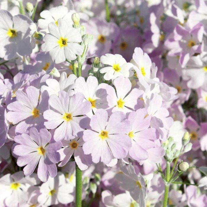 秋冬苗 ウインティー サクラ 1株 3.5号ポット苗 花の苗 サントリー