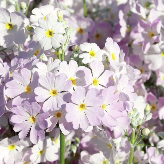 2026年1月8日以降発送 秋冬苗 ウインティー サクラ 3株 3.5号ポット苗