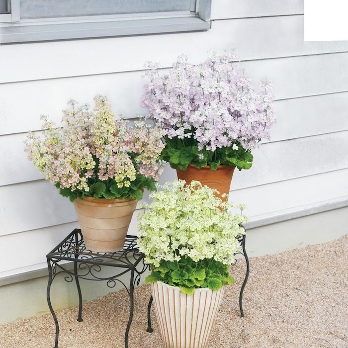 2026年1月8日以降発送 秋冬苗 ウインティー サクラ 3株 3.5号ポット苗