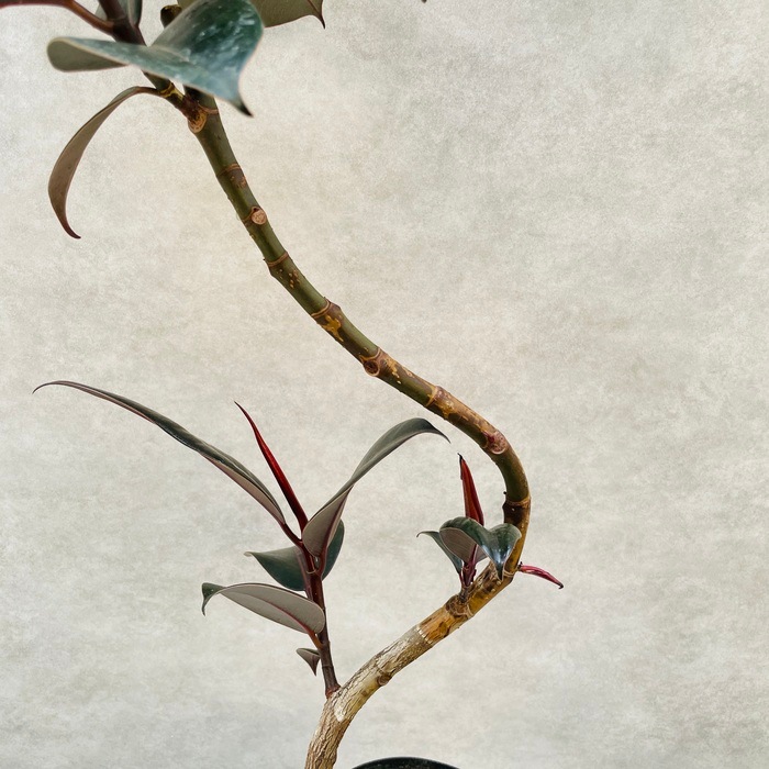 現品　フィカス　ゴムの木　インドボダイジュ　曲がり　33番　観葉植物　インテリア Amazon｜フィカス ゴムの木 インドボダイジュ 23番 曲がり 希少