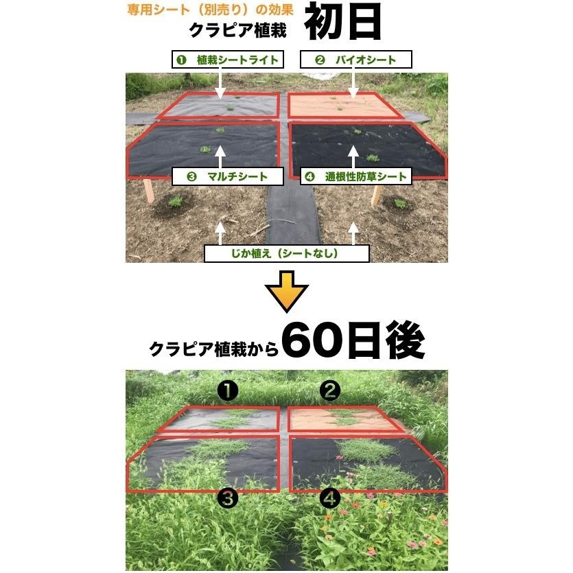 クラピア植栽シート1m x 50m + 固定用ピン237本定価税込27,110円 クラピア植栽シート1m x 50m + 固定用ピン237本定価税込27,110円