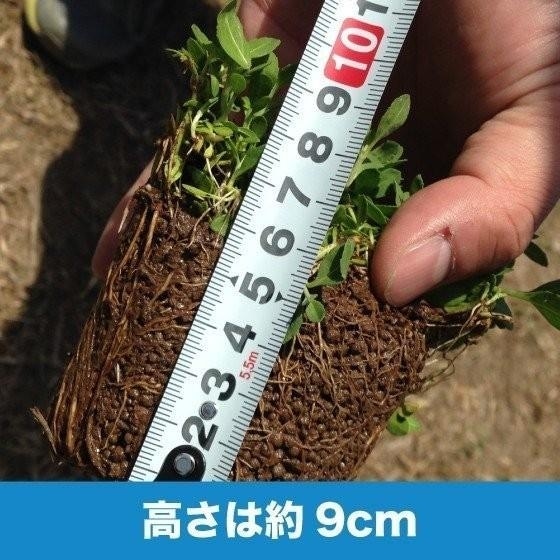 予約特典あり】クラピア K7 苗4株 お試し1平米用 すくすくセット ミニ