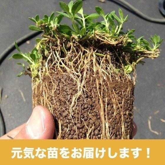 レビュー特典あり】クラピア K7 苗4株 お試し1平米用 すくすくセット