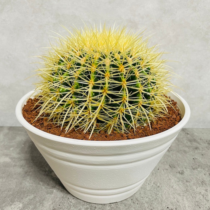 サボテン　金鯱　ヒデ サボテン・金鯱 | 観葉植物 – AT.1011